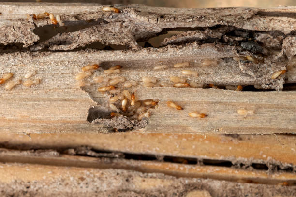 Best Flea Control Services  in Bluffton, IN